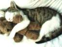 CAT-BABE.JPG